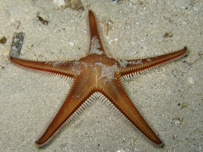 Astropecten bispinosus (Otto, 1823)